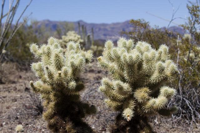 131 Organ Pipe Cactus National Monument.jpg